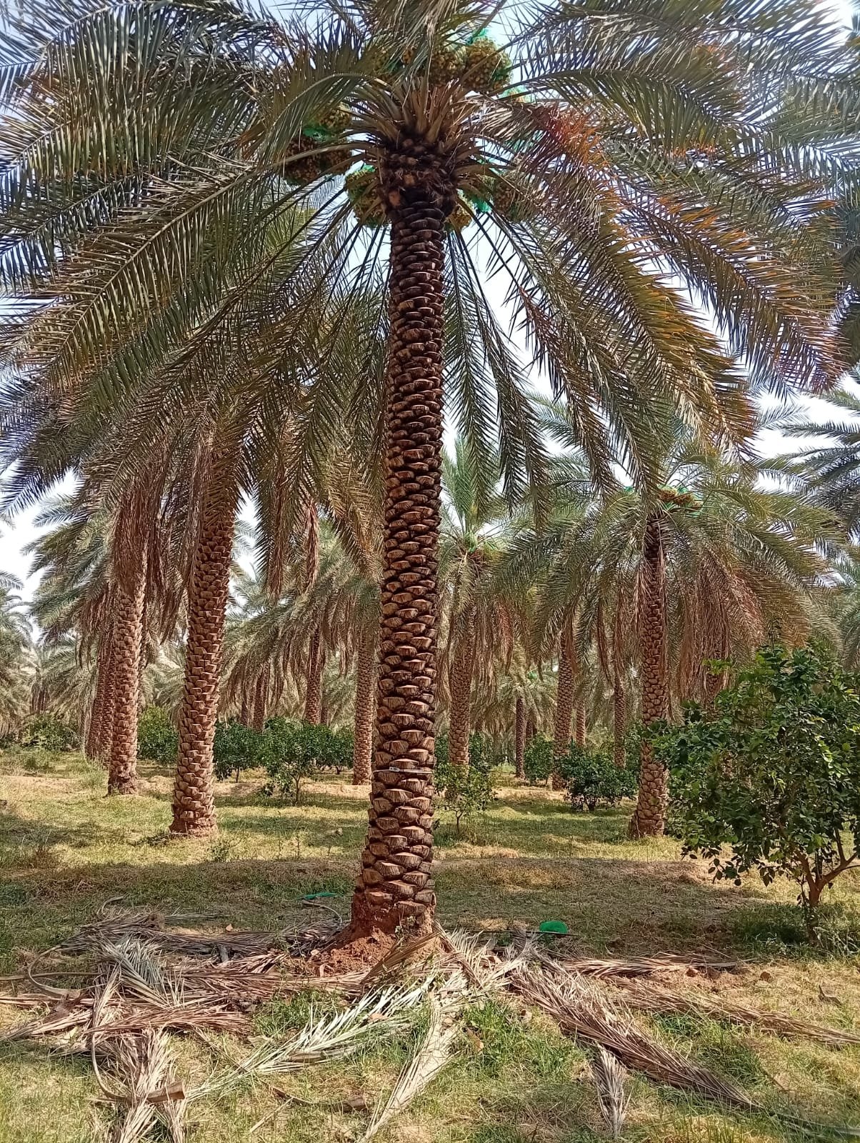 توريد النخيل
