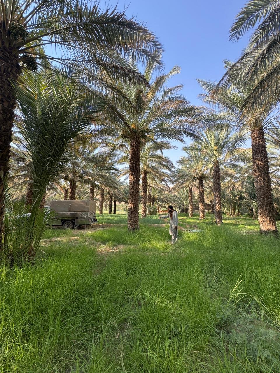متابعة ميدانية لجودة النخيل قبل التوريد