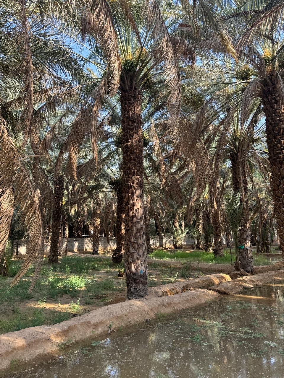 أنظمة ري بالتنقيط متكاملة لصحة النخيل